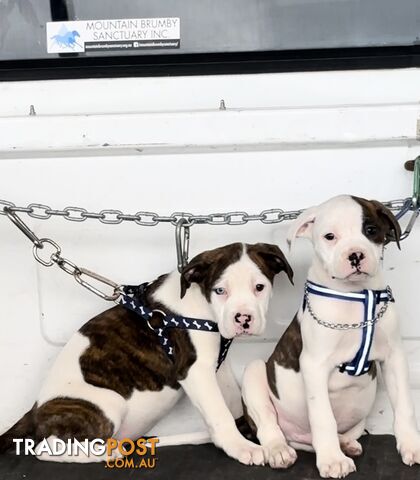 Australian bulldog male and female Puppies.