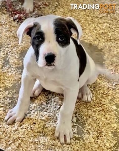 Australian bulldog male and female Puppies.