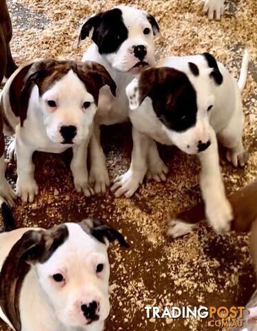 Australian bulldog male and female Puppies.