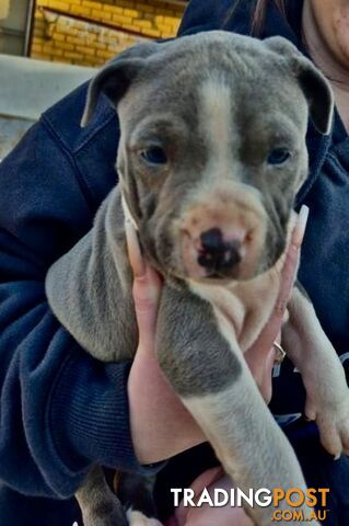 Staffordshire Terrier male pups