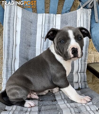 English/American Staffordshire Terrier male pups