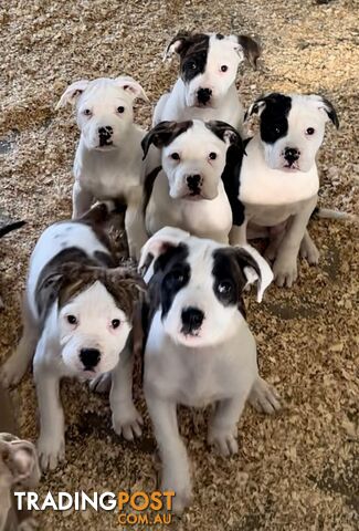 Australian bulldog puppies