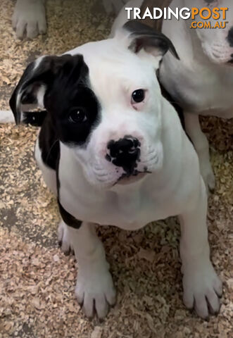 Australian bulldog puppies