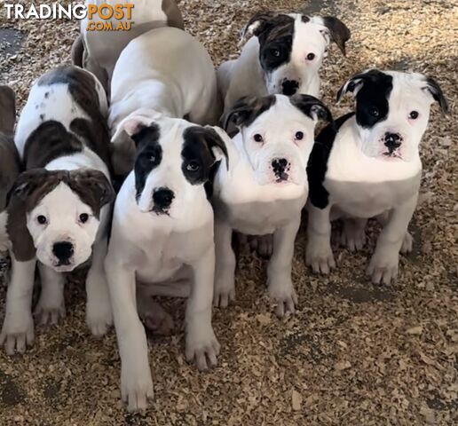 Australian bulldog puppies