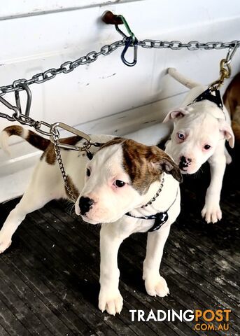 Australian bulldog puppies