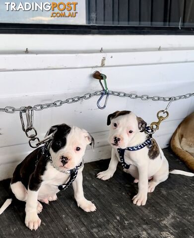 Australian bulldog puppies