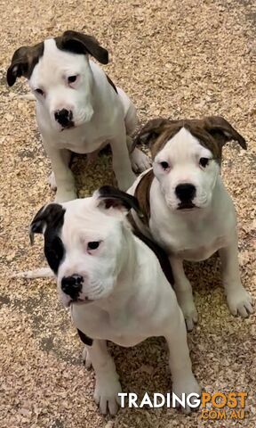 Australian bulldog puppies