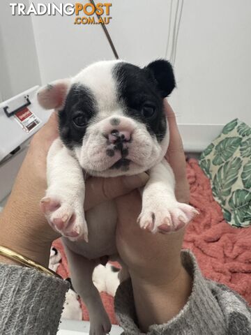 FRENCH BULLDOG PUPPIES