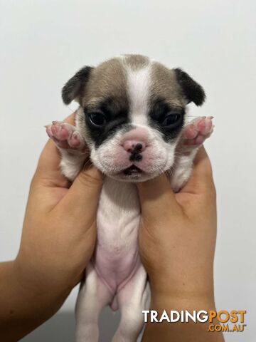 FRENCH BULLDOG PUPPIES