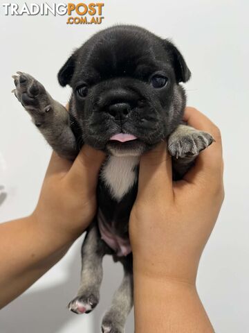 FRENCH BULLDOG PUPPIES