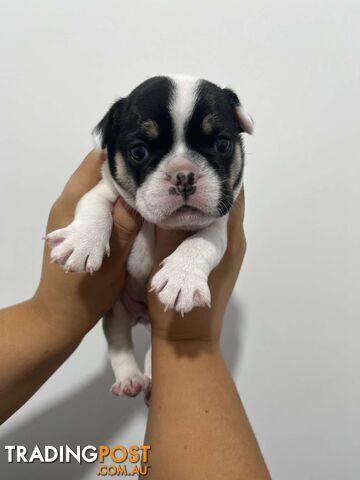 FRENCH BULLDOG PUPPIES