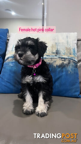 Miniature schnauzer