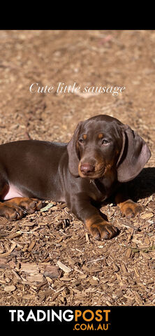 Miniature Dachshund puppy