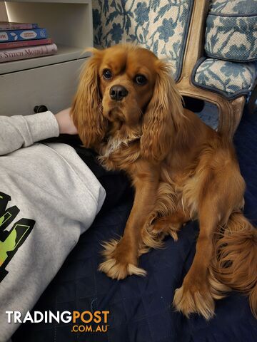 King Charles Cavalier