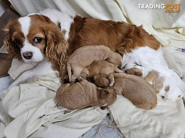 King Charles Cavalier