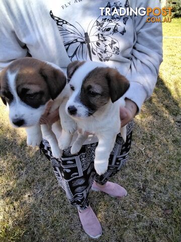 Rough Coat Jack Russell pups