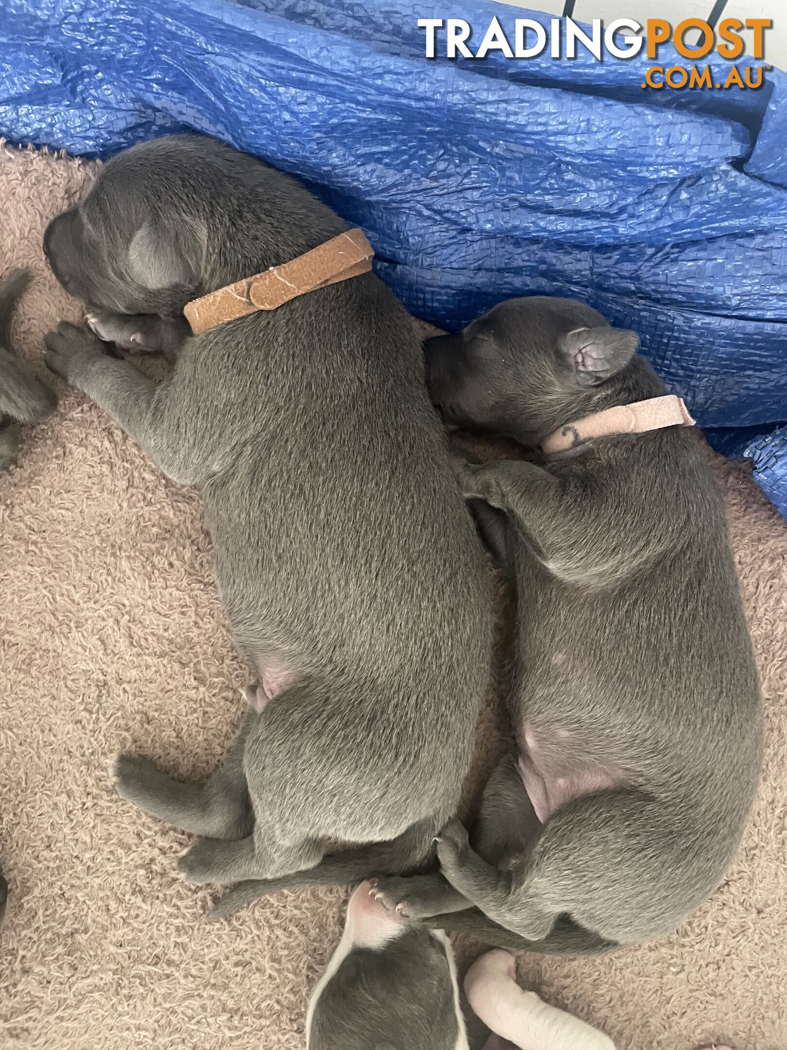 Pure bred whippet pups - follow on instagram