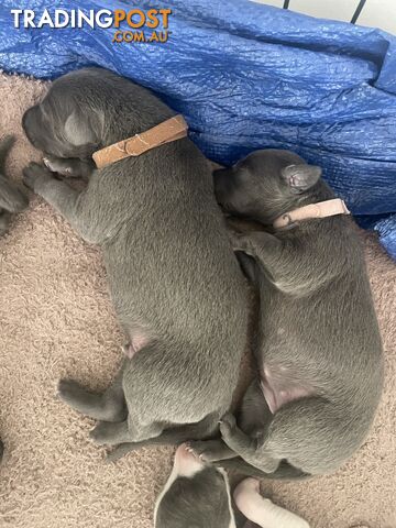 Pure bred whippet pups - follow on instagram