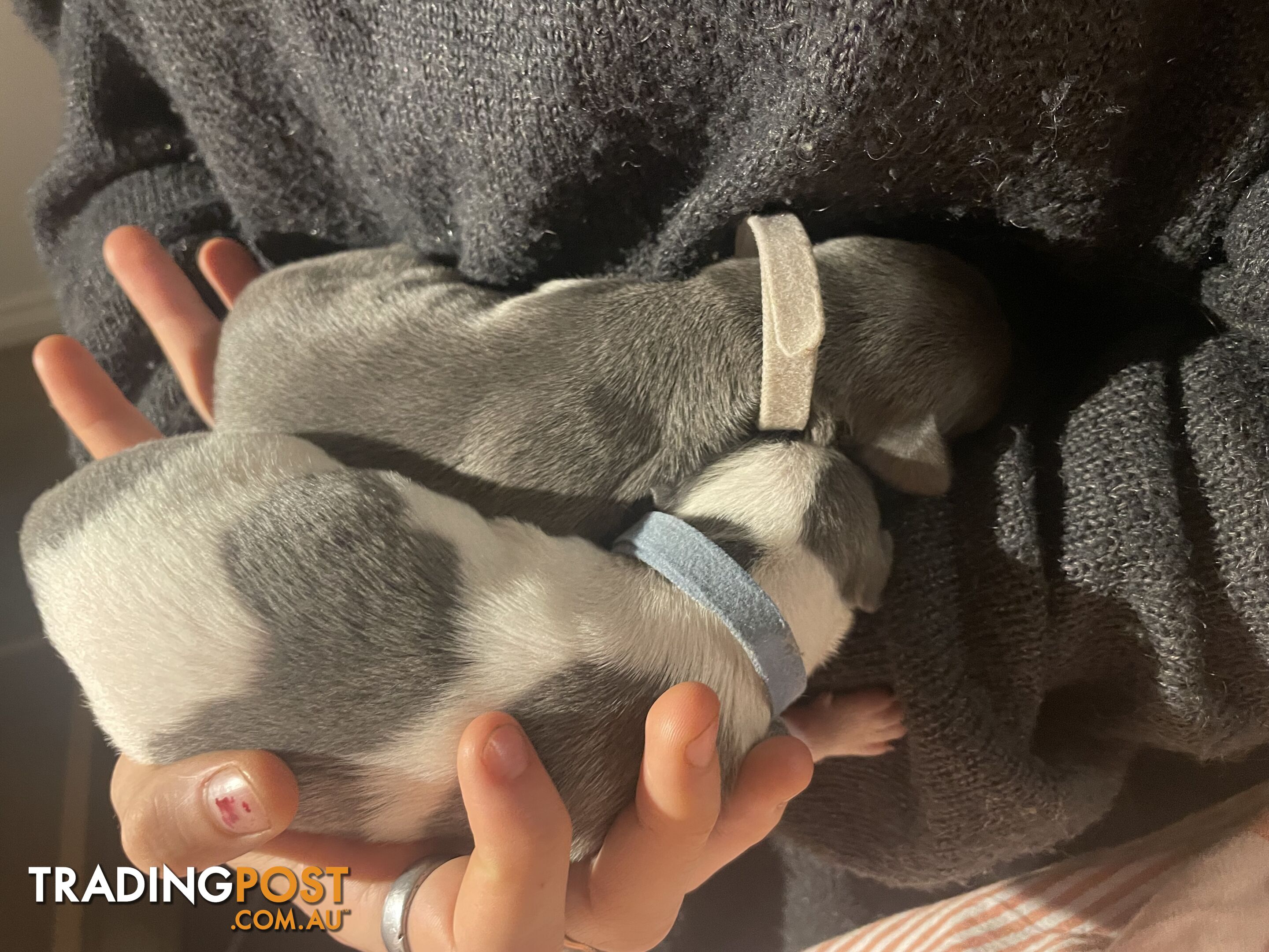 Pure bred whippet pups - follow on instagram