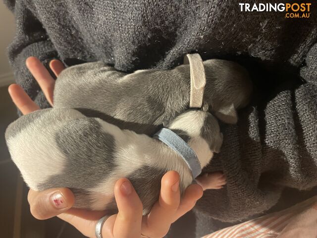 Pure bred whippet pups - follow on instagram