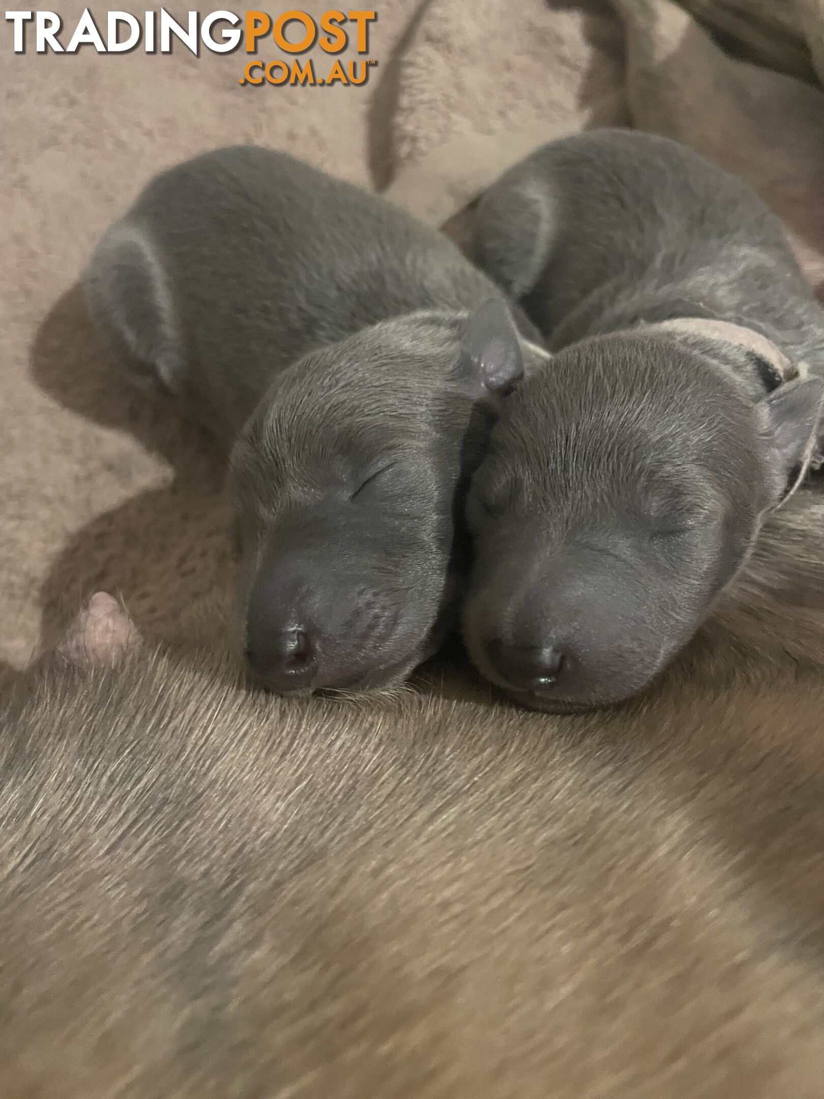 Pure bred whippet pups - follow on instagram