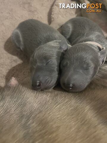 Pure bred whippet pups - follow on instagram