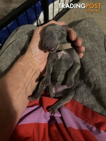 Pure bred whippet pups - follow on instagram