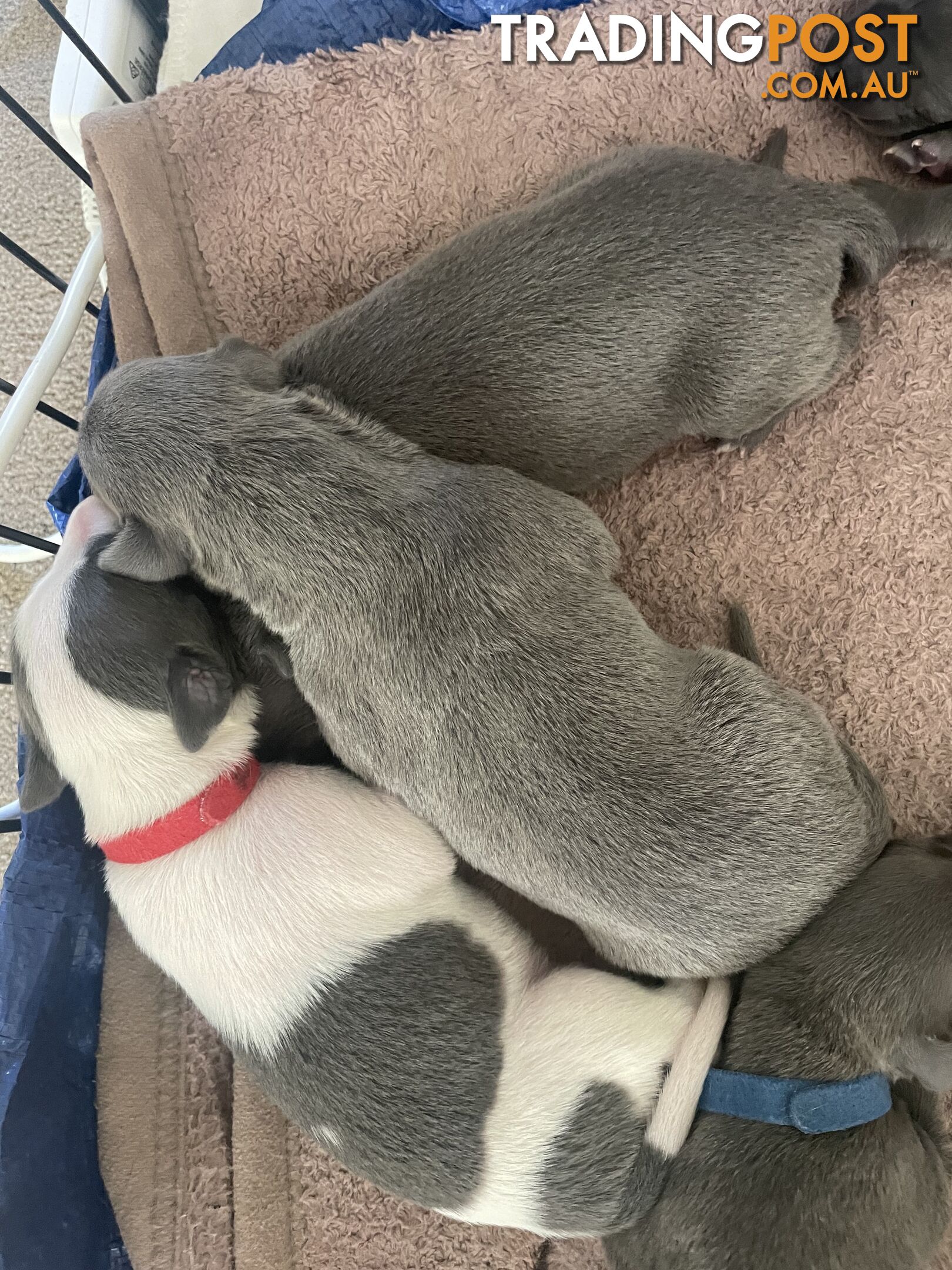 Pure bred whippet pups - follow on instagram