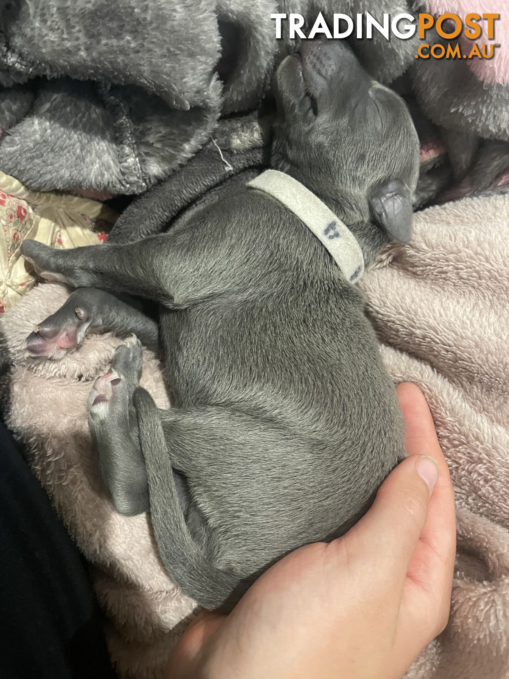 Pure bred whippet pups - follow on instagram