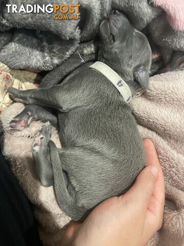 Pure bred whippet pups - follow on instagram