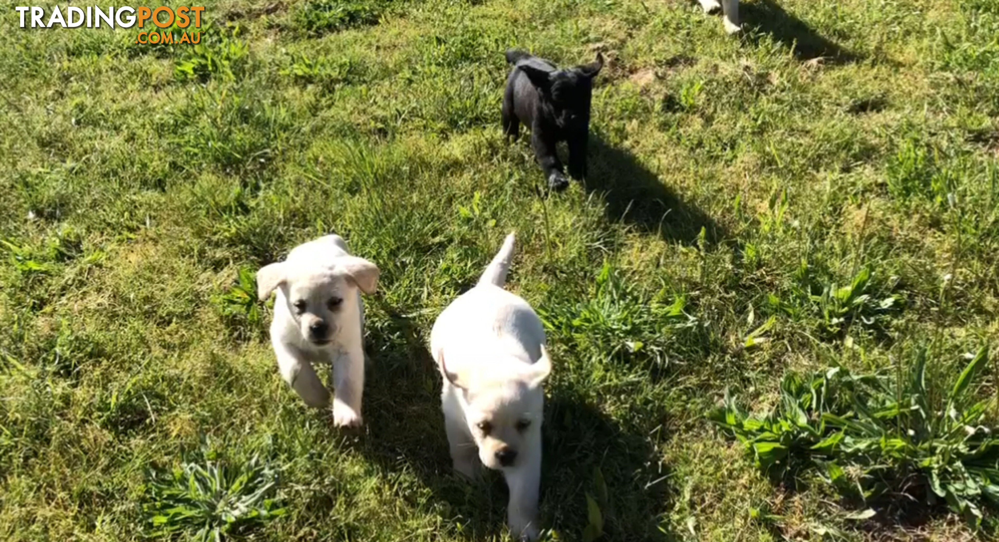 Labrador Puppies