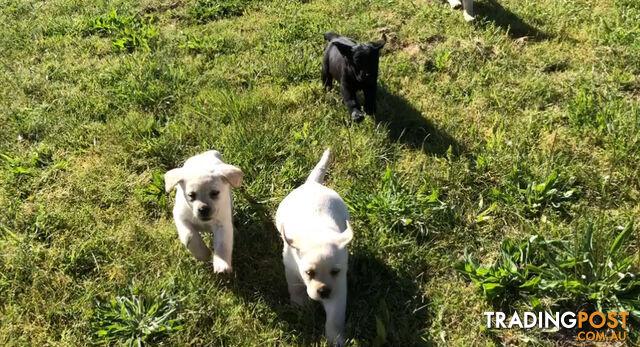 Labrador Puppies