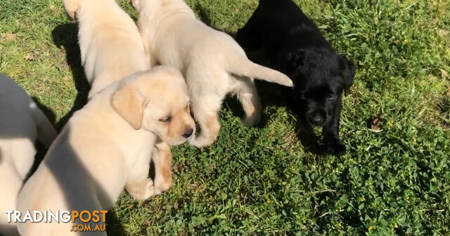 Labrador Puppies