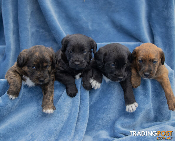 Jack russell cross poodle puppies best sale for sale