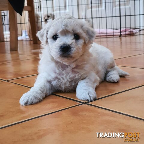 Bichon Frise Puppie 1 Female