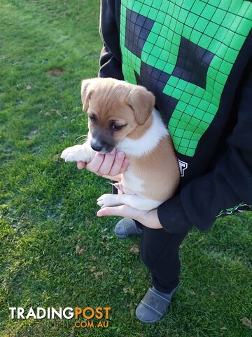 Jack Russell puppies