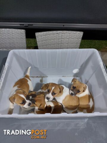 Jack Russell puppies