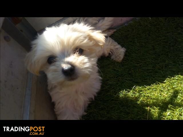 MINI FOXY X MALTESE