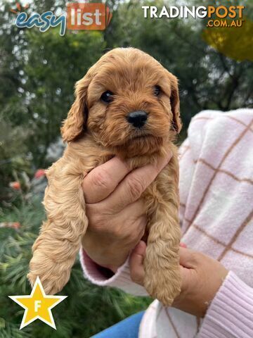 Cavoodle pups