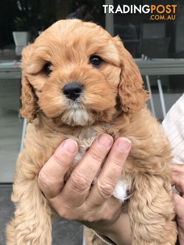 Cavoodle pups