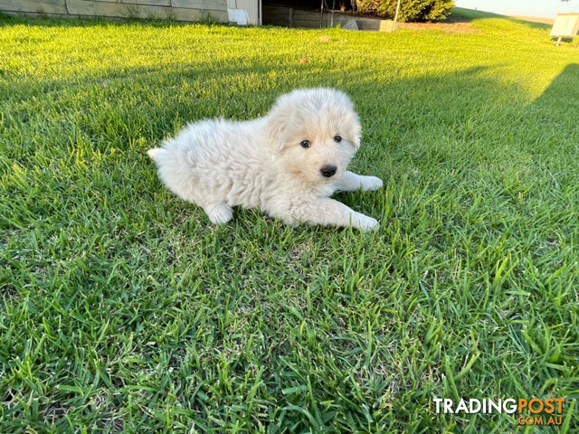 Maremma puppies for sale