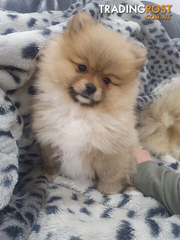 Purebred pomeranians.  Parents with pedigree papers
