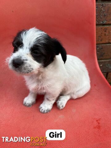 Jack Russell x Maltese puppies