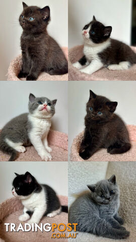 Beautiful British Shorthair Kittens