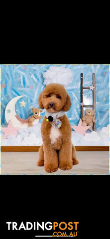 Miniature poodle stud service dna/pra clear