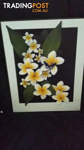 pretty frangipani picture