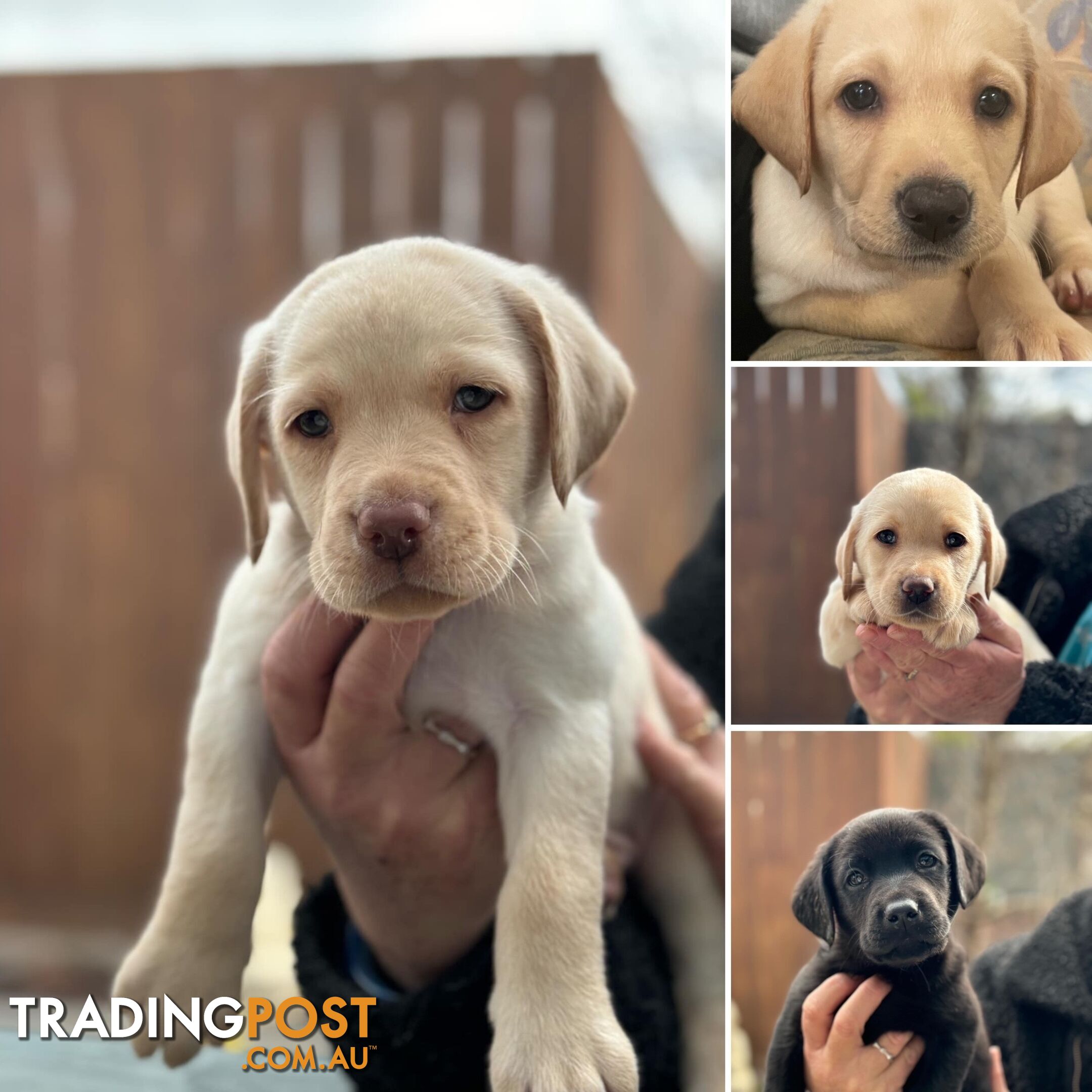 Labrador pups looking for their forever homes.