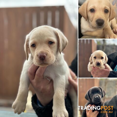 Labrador pups looking for their forever homes.