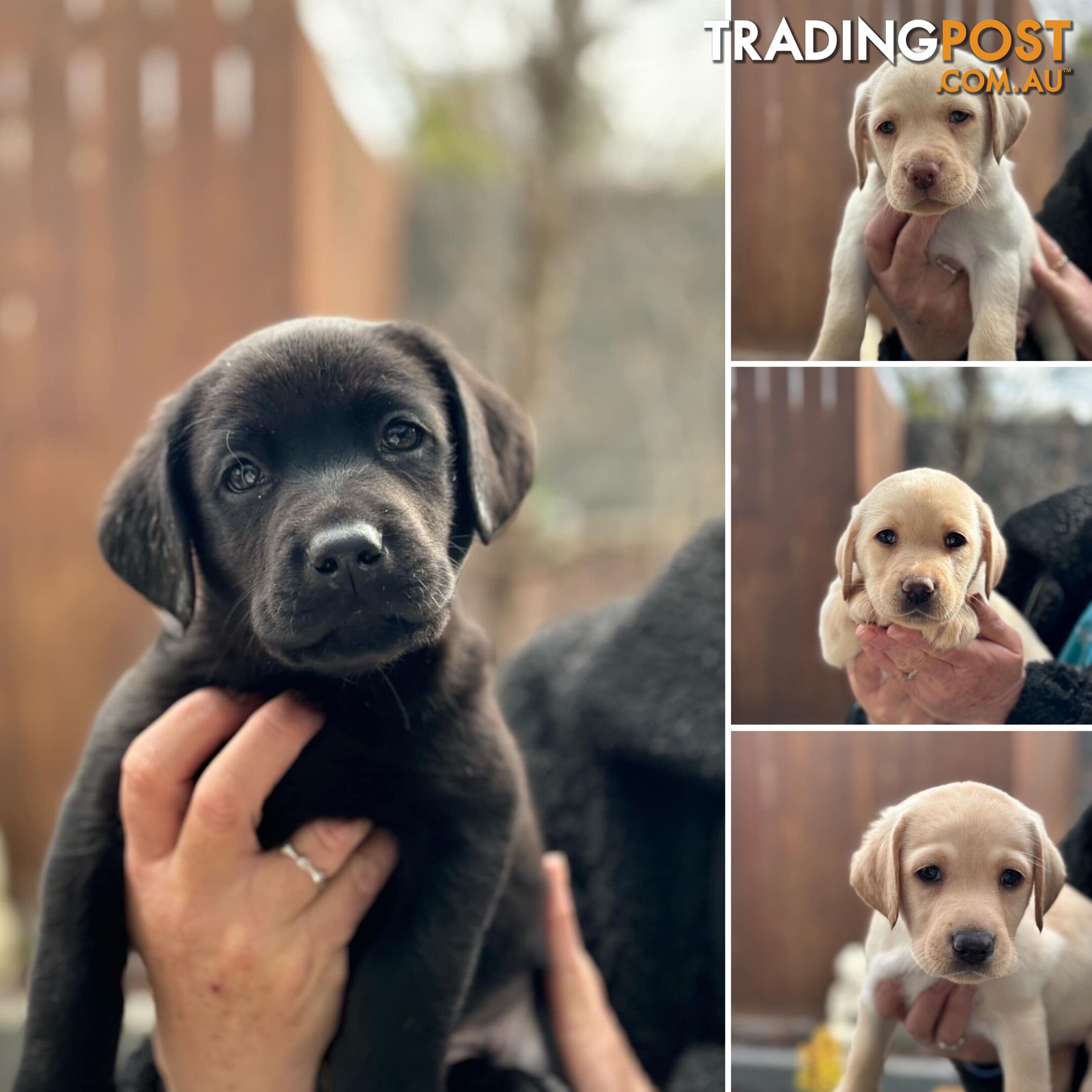 Labrador pups looking for their forever homes.