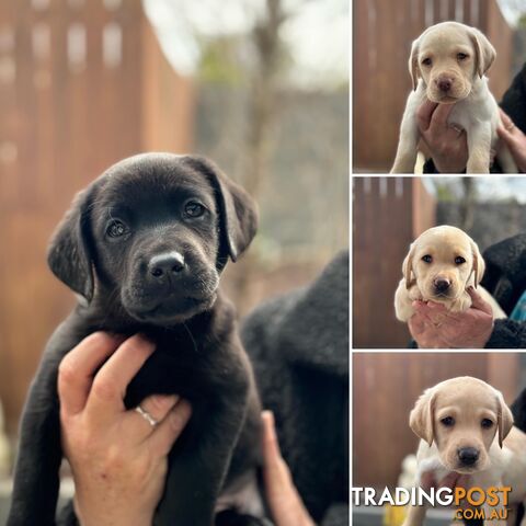 Labrador pups looking for their forever homes.